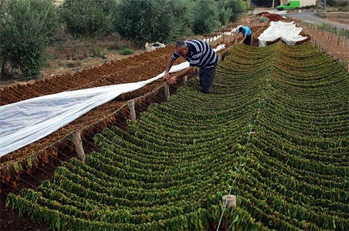 El exitoso negocio del tabaco en Líbano (En fotos)